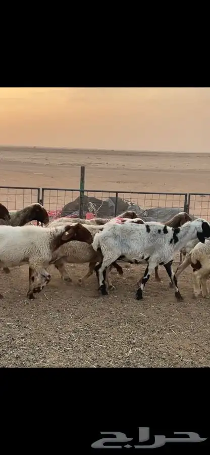نعيم دفيع 3