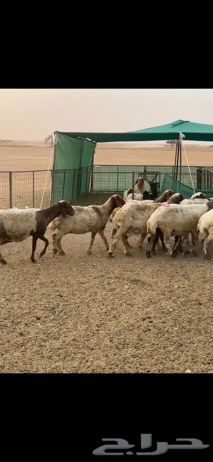 نعيم دفيع 1