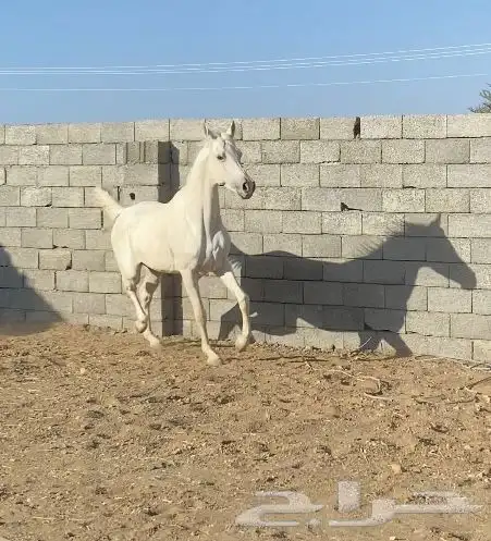 حصان واهو 14