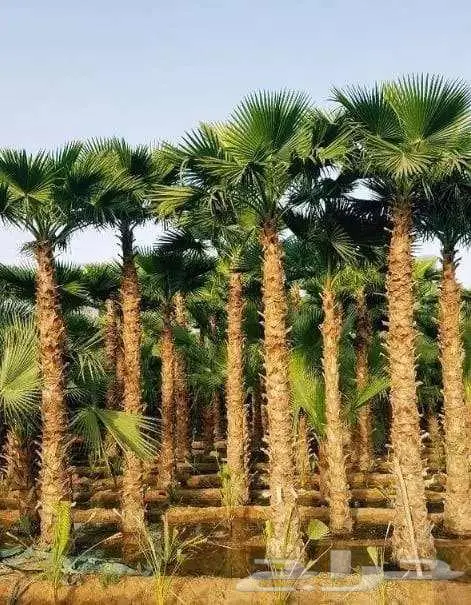 نخل وشنطني واشنطن زينه امريكي 3