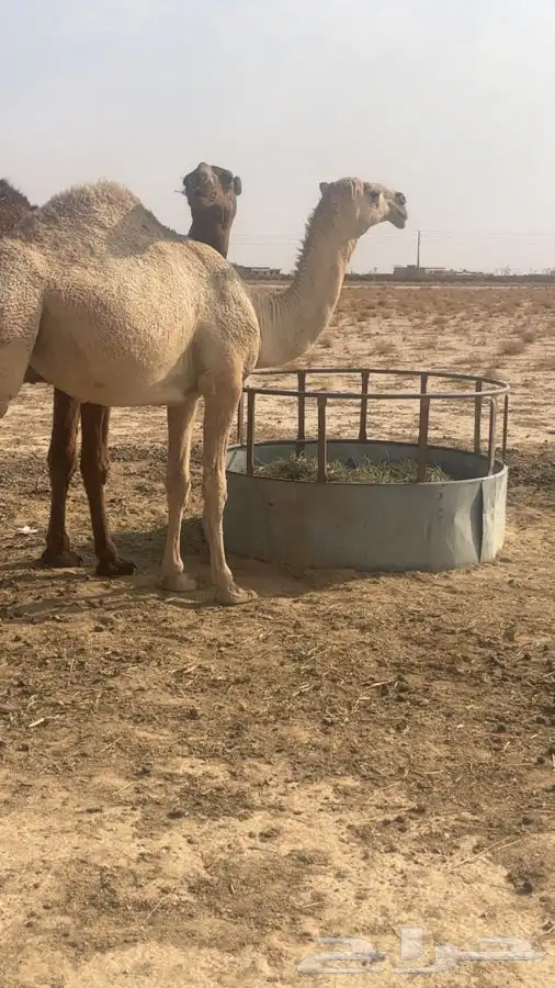 حقه شقحاء 0