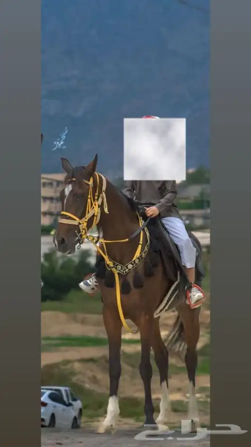 فرس شعبيه العمر 8 تقريبا 2