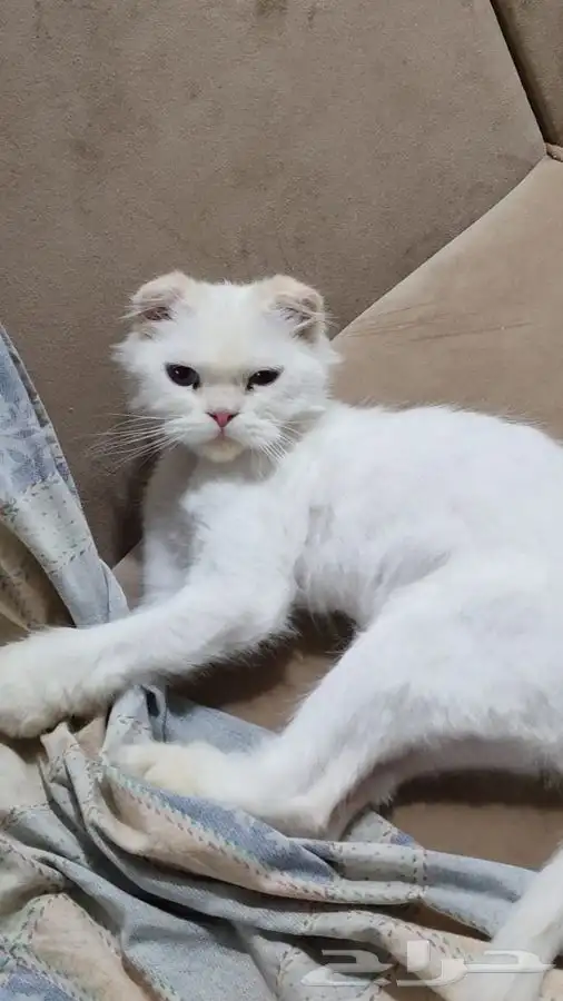 قط سكوتش معقم للتبني 0