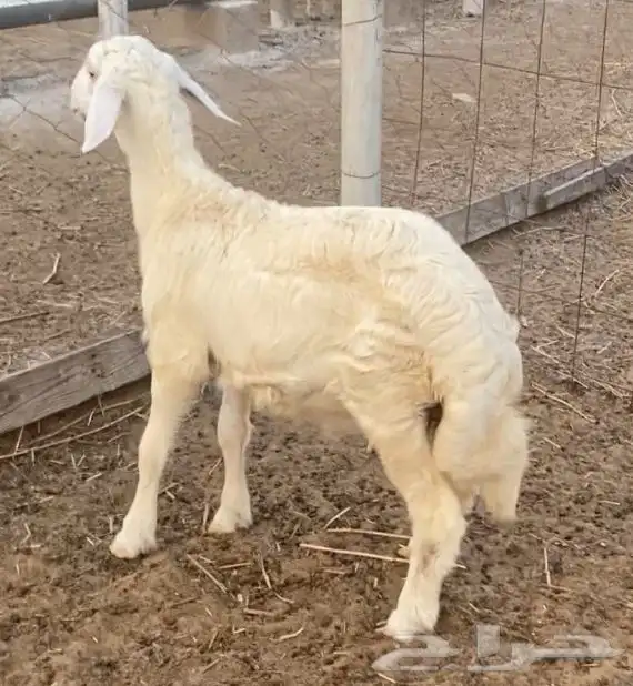 خروف حري للبيع 2