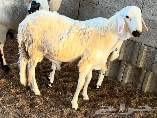 طليان جذعان سواكن بيض فل شحم 4