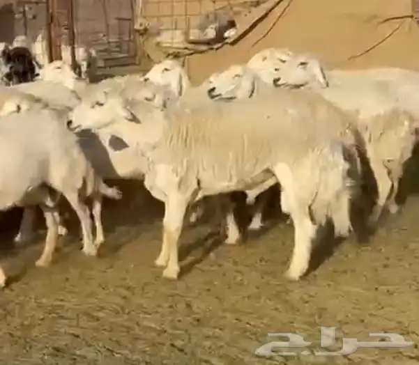 حرش فاخره وجروم ناهيه 1