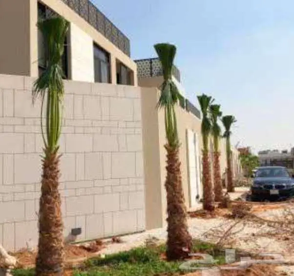 نخل واشنطن واشنطونيا 2