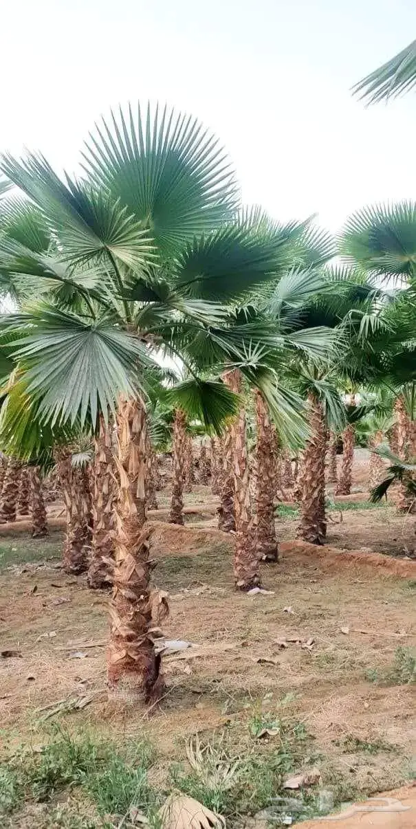 نخل وشنطني واشنطن زينه امريكي 5