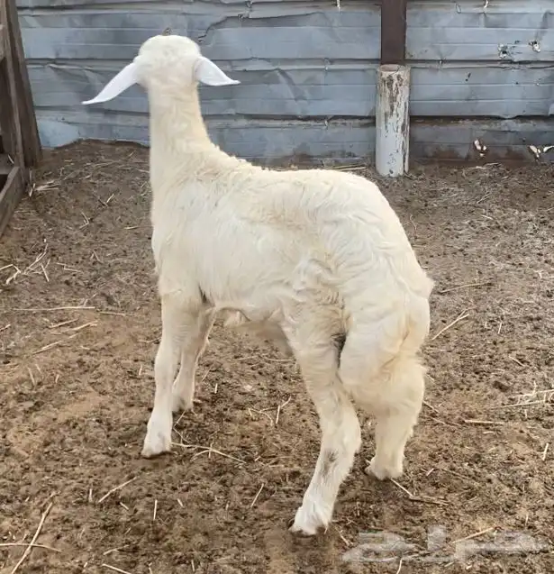 خروف حري للبيع 1