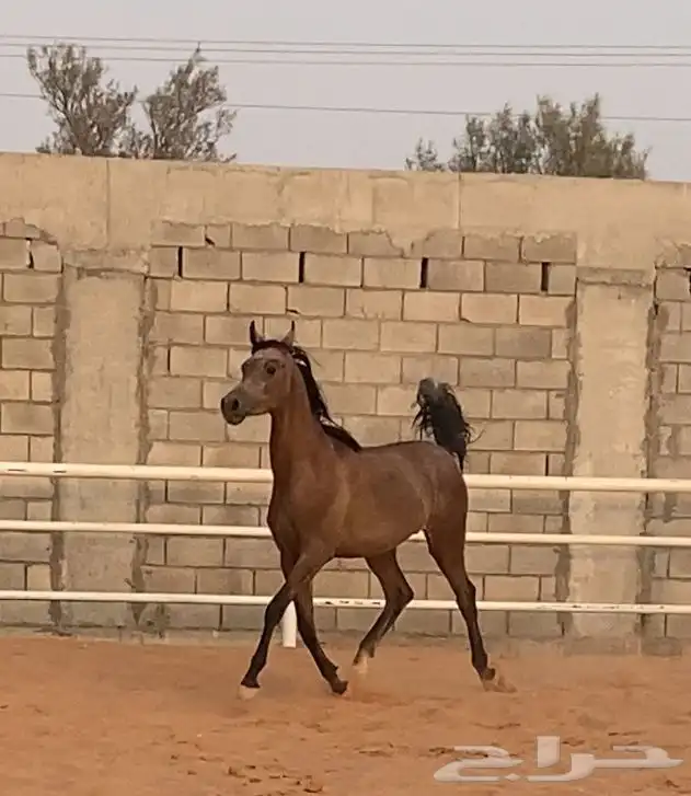 مهر مكس 0