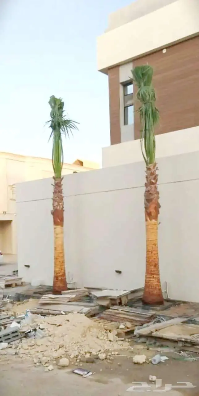 نخل وشنطني واشنطن زينه امريكي 0
