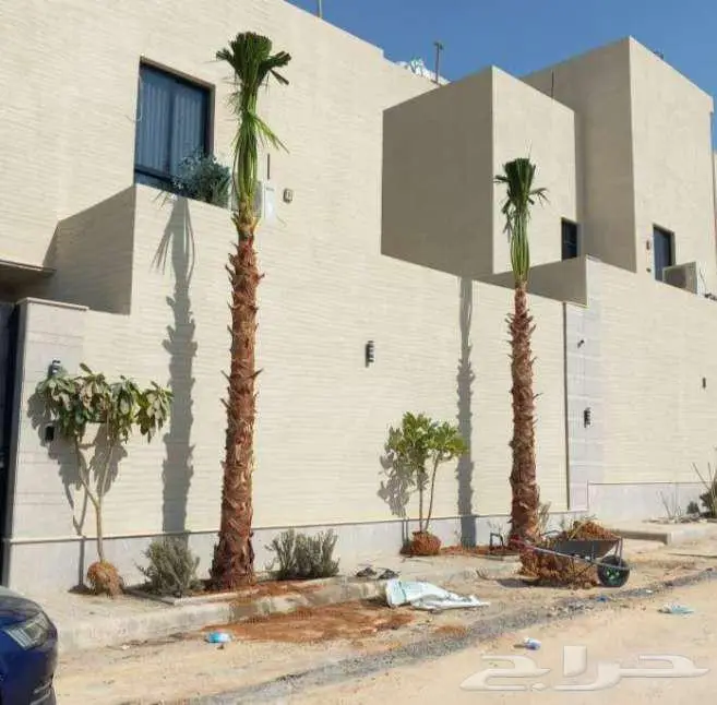 نخل واشنطن واشنطونيا 6