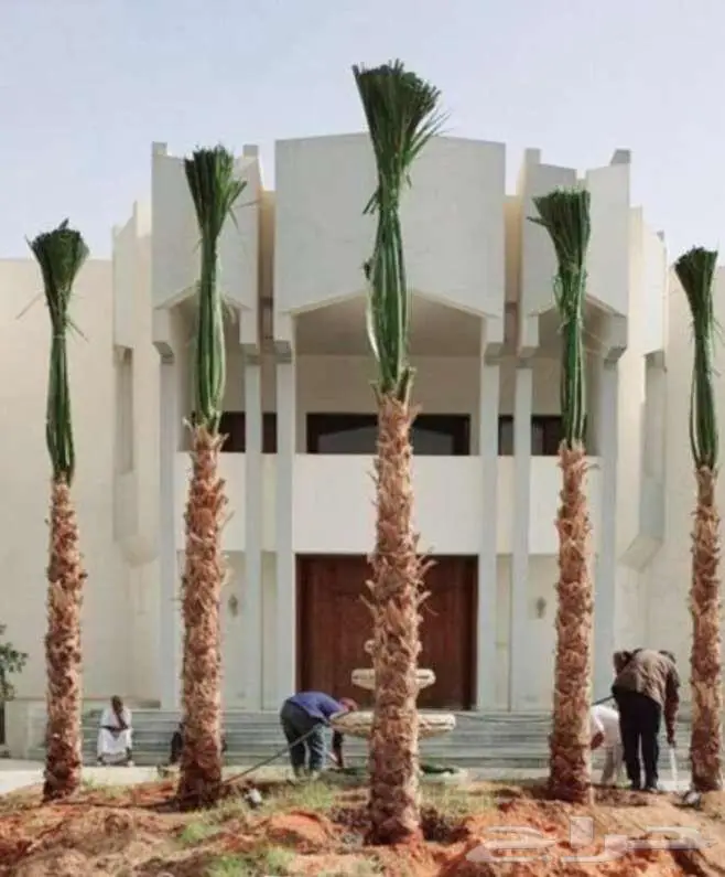 نخل واشنطن واشنطونيا 4