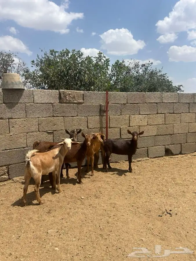 عنقان للبيع 1