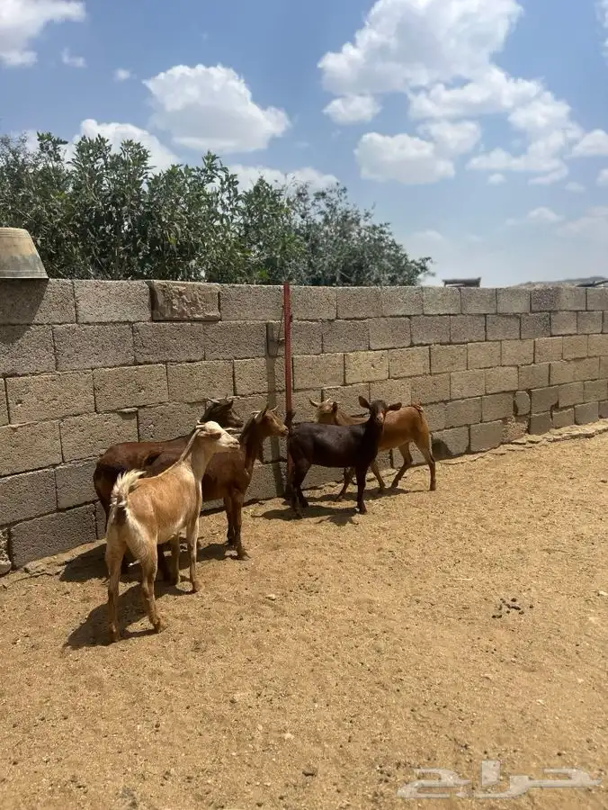 عنقان للبيع 2