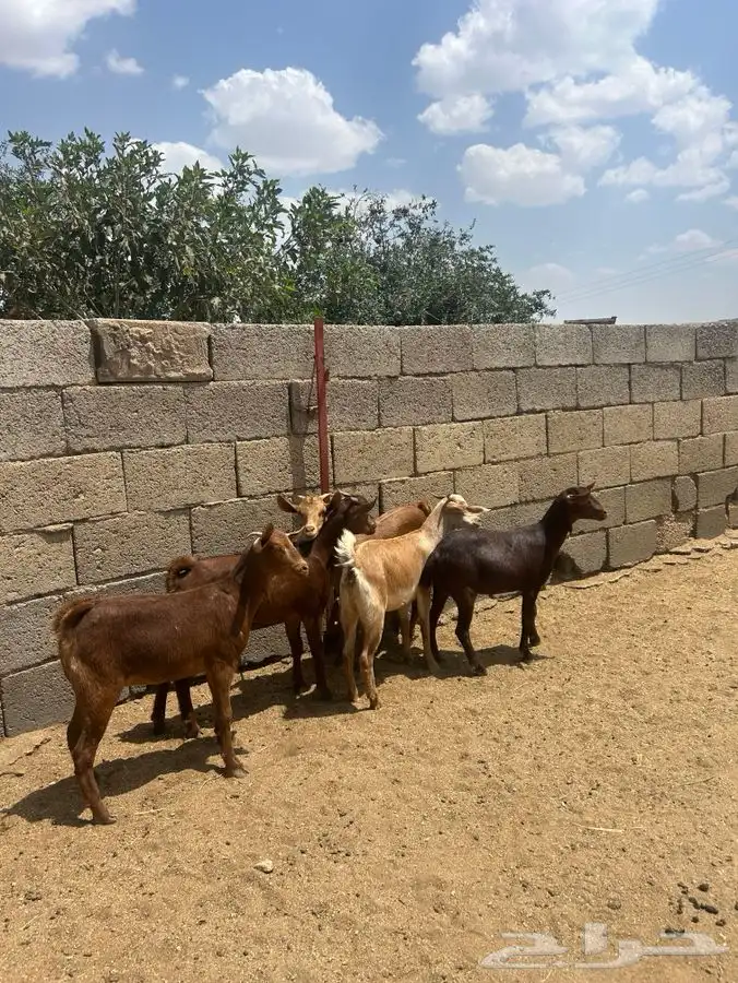 عنقان للبيع 0