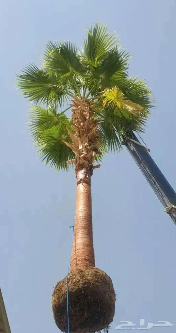 نخل وشنطني واشنطن زينه امريكي 1