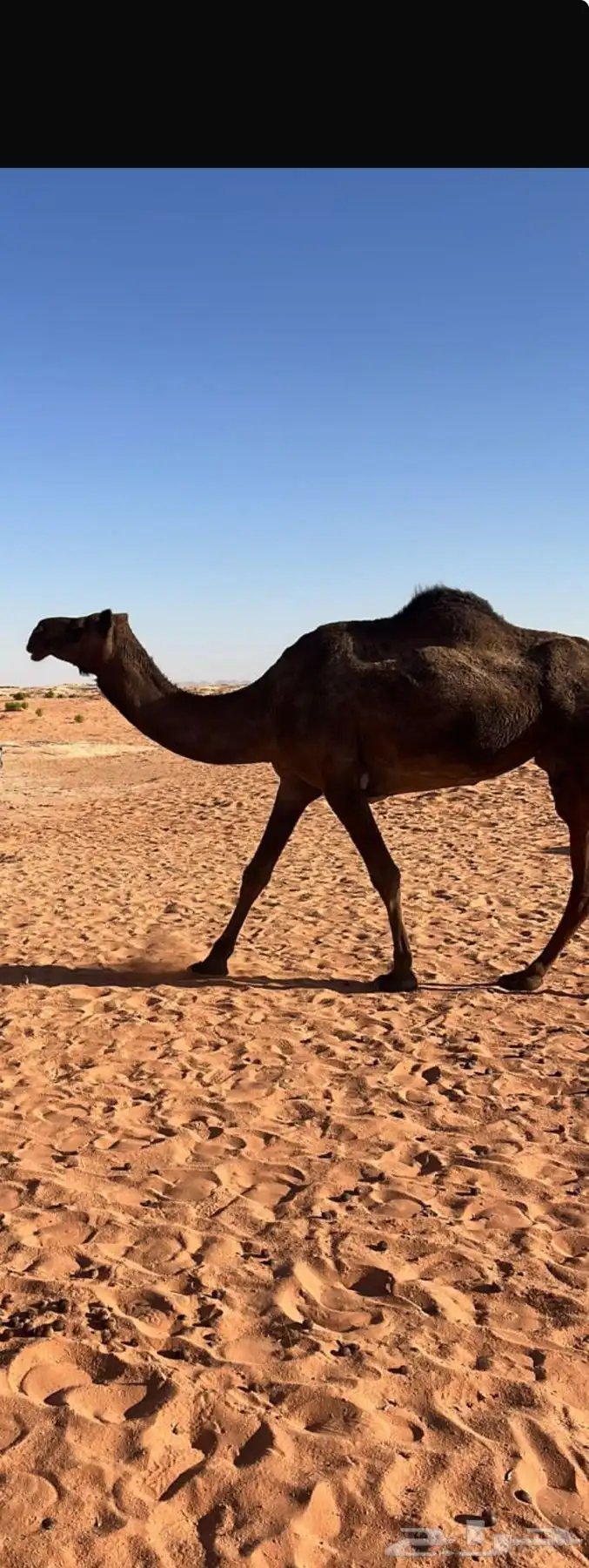 شمال الشملي 0