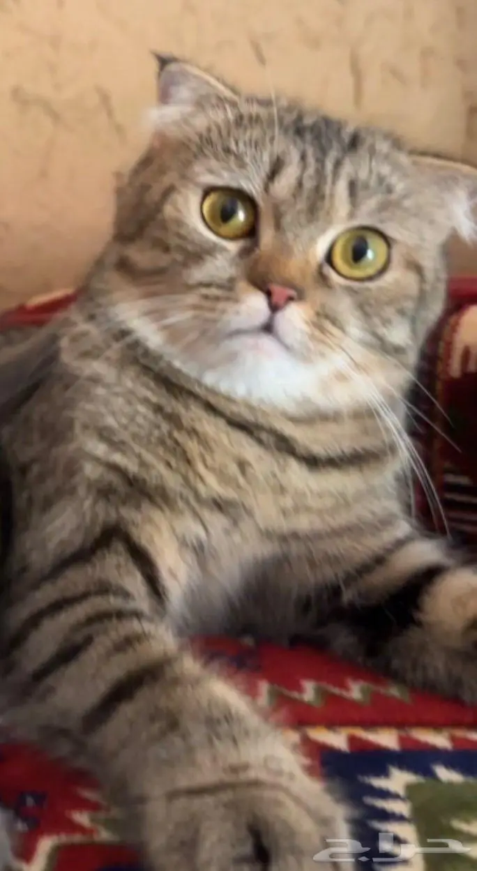 سكوتش فولد للبيع 0