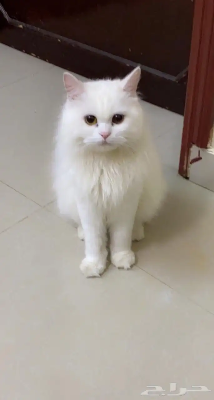 سيامي مهجن مع شيرازي 2
