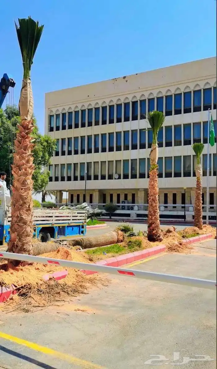 نخل زينه للبيع نخل واشنطني زينه 1