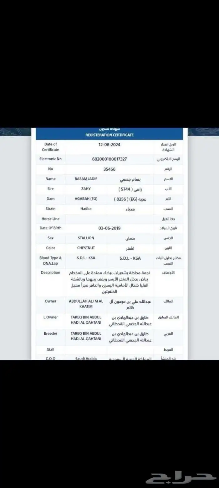 حصان عربي اصيل باورقه 9