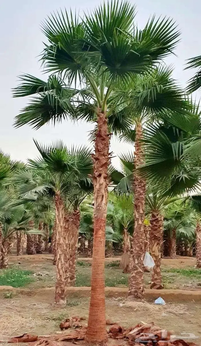 نخل وشنطني واشنطن زينه امريكي 4