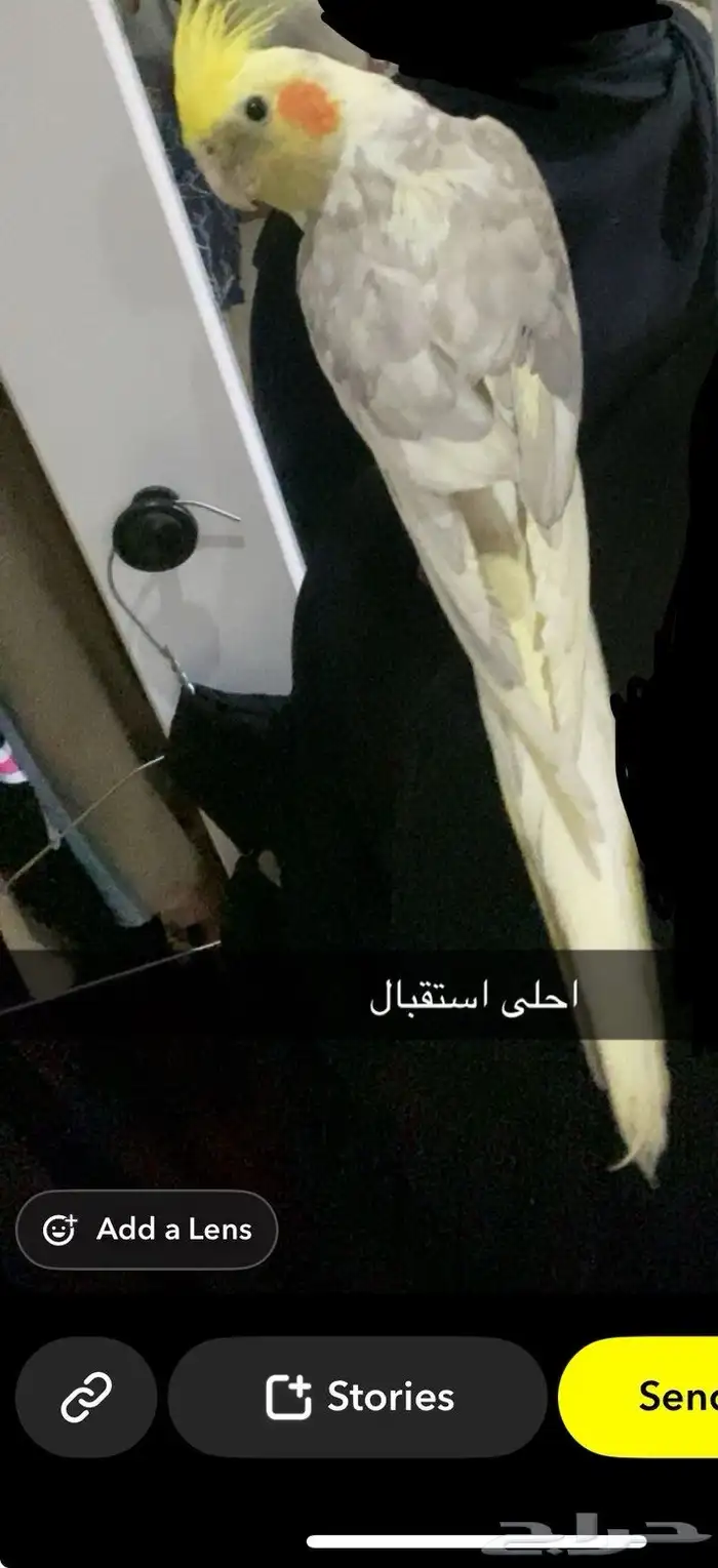 طير كروان مفقود ضاع في حي مشرف عند الحراج 0