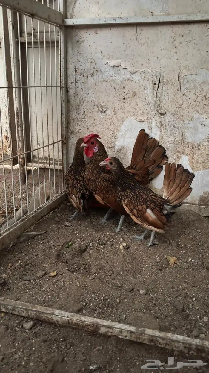 طقم سبرايت نحاسي 2