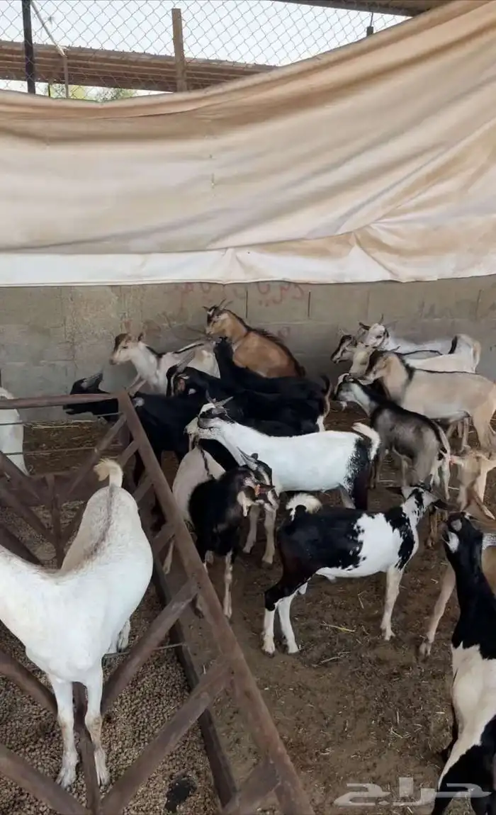 تيوس يمانيه 2