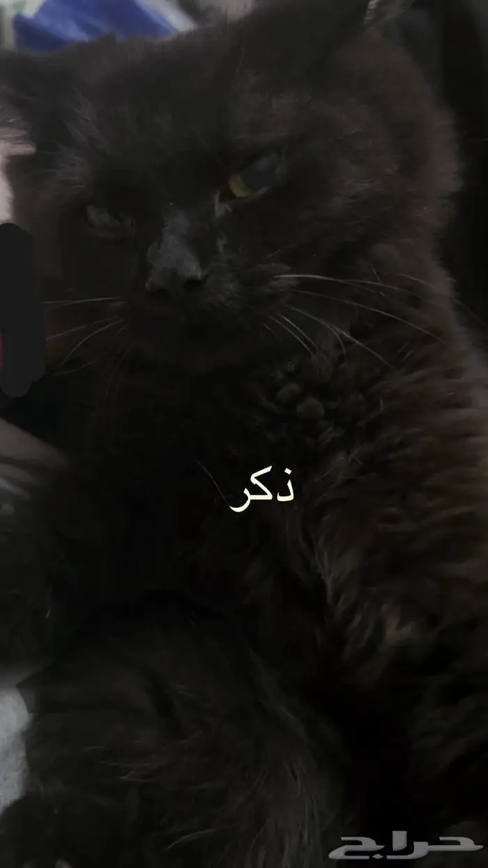 حلي كدرة 2
