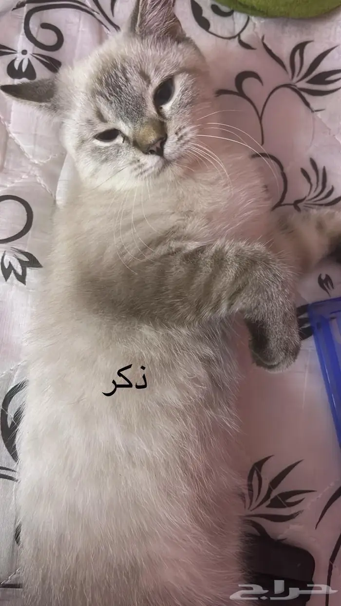 حلي كدرة 3