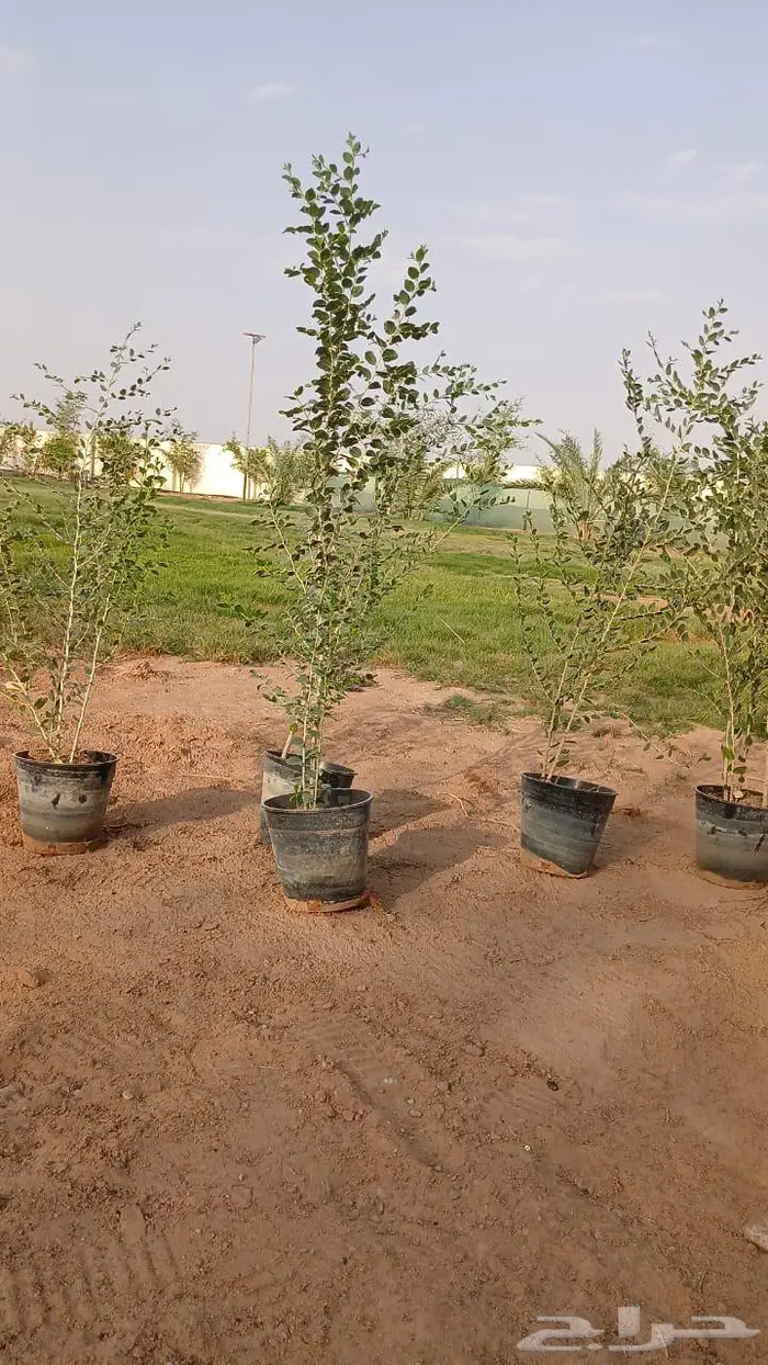 شجر سدر طول متر متر ونص ما شاءالله 0
