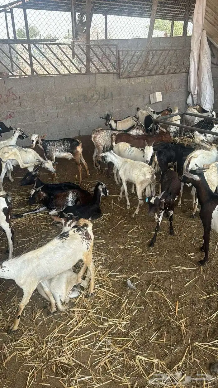 تيوس يمانيه 1