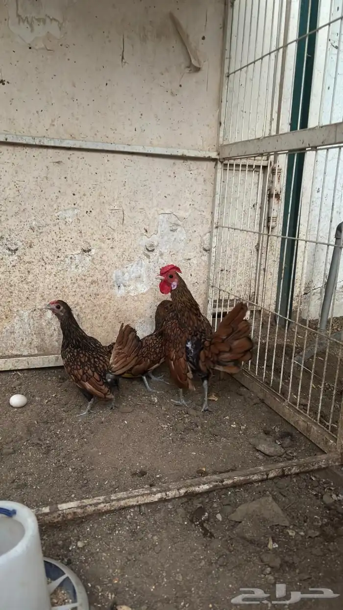 طقم سبرايت نحاسي 0