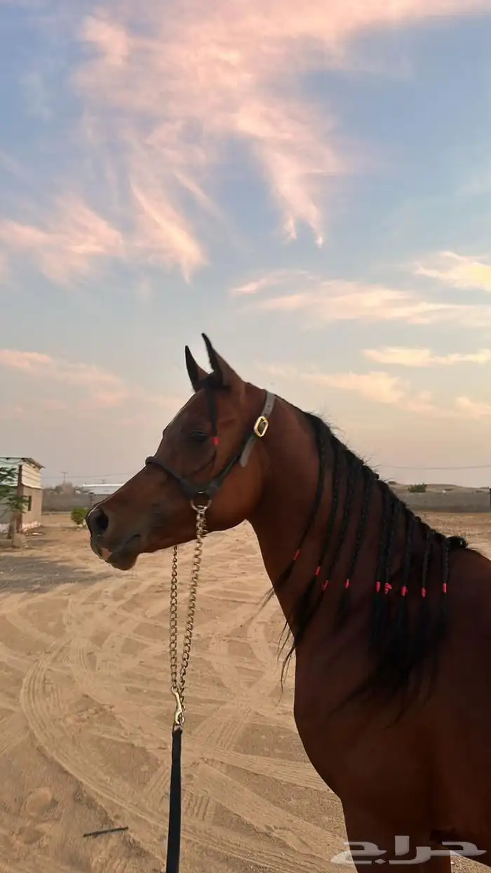 حصان واهو فاخر 2