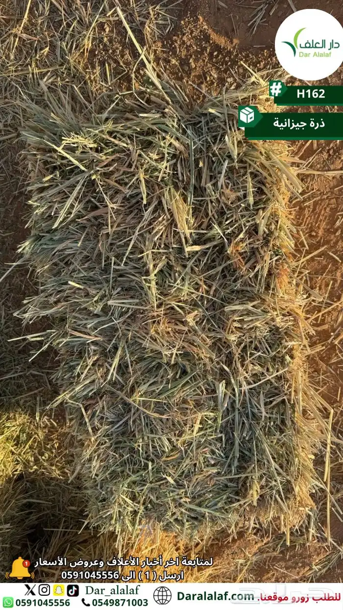 ذرة جيزانية 0