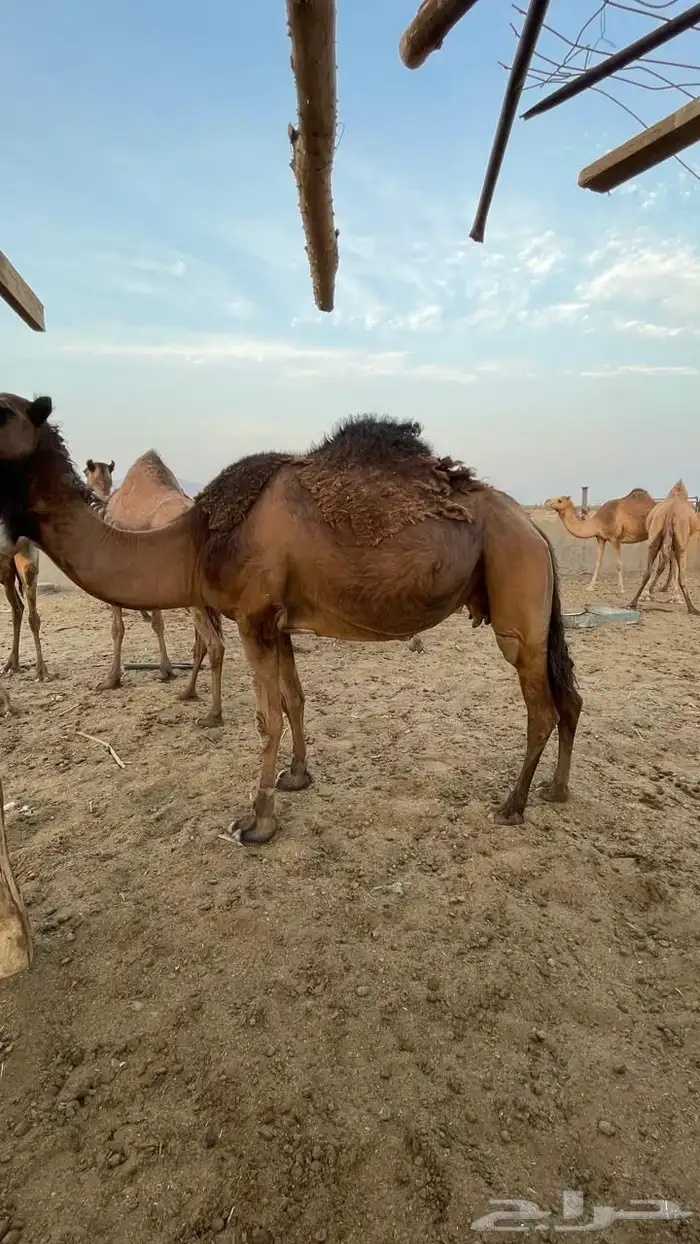 للبيع 1