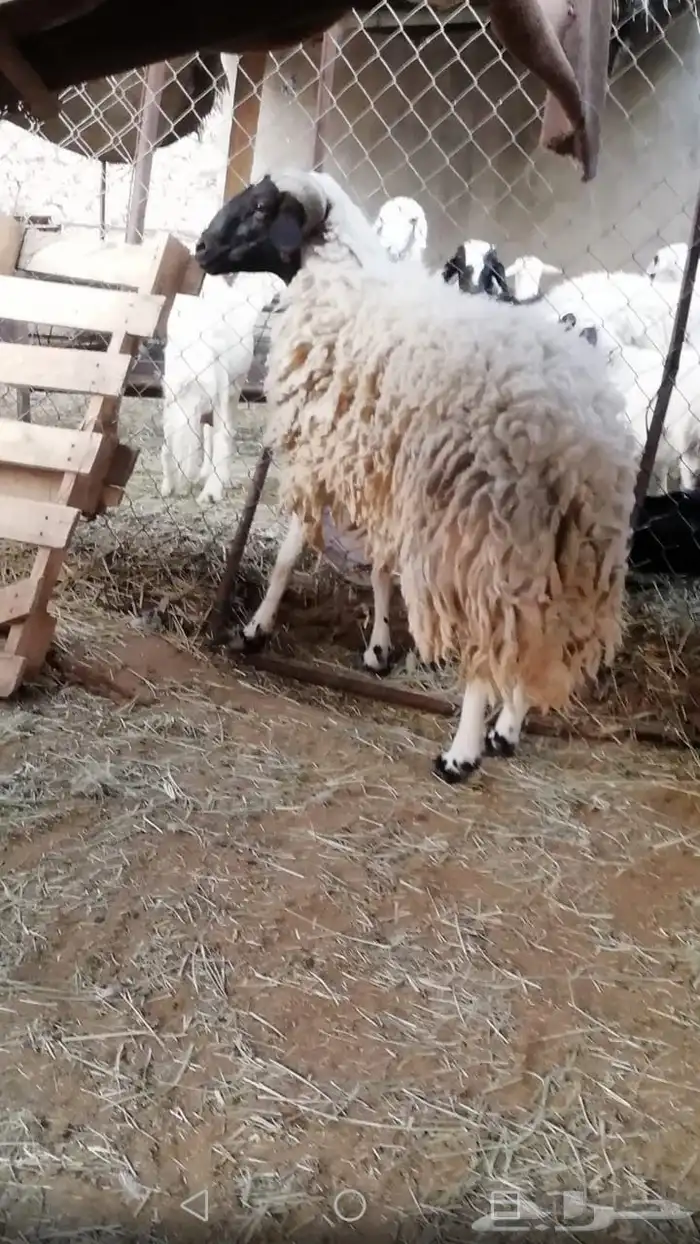 فحل هجين نعيمي   حري 1