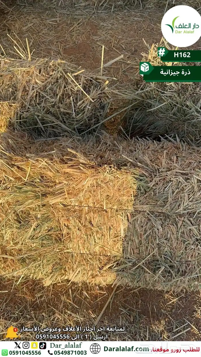 ذرة جيزانية 1