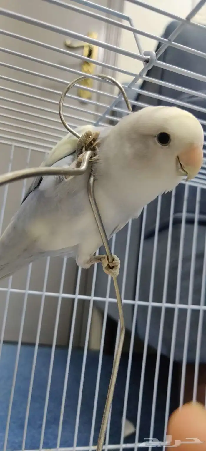 طيور روز للبيع 2