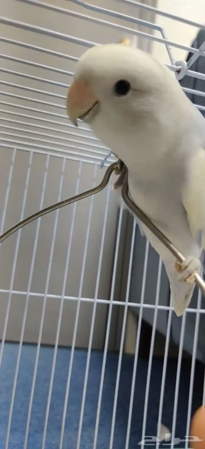 طيور روز للبيع 5