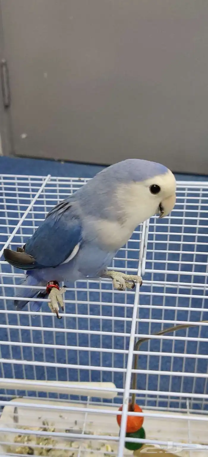 طيور روز للبيع 0