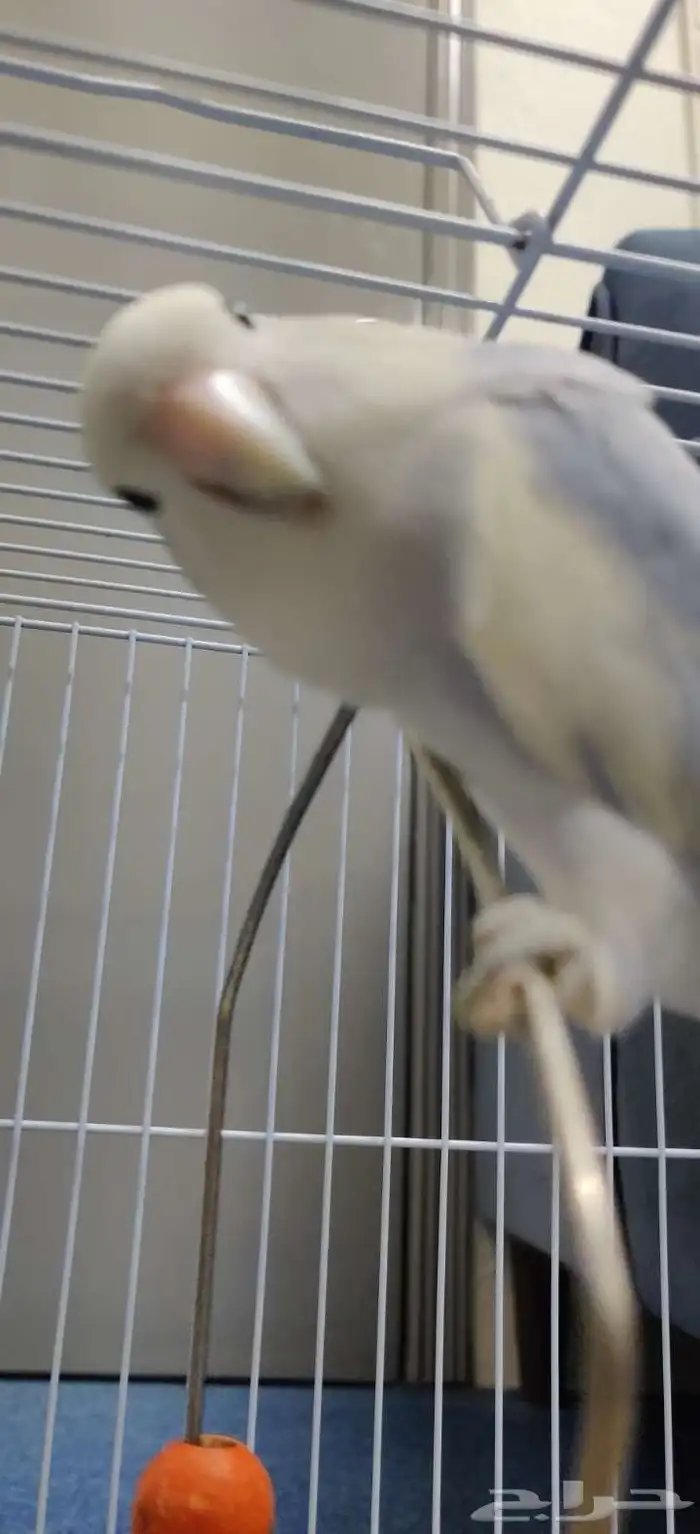 طيور روز للبيع 6