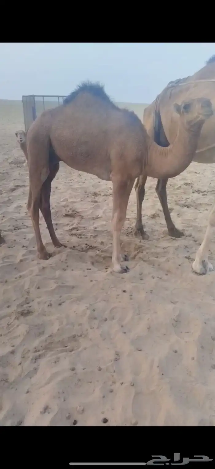 حشو لباني 1