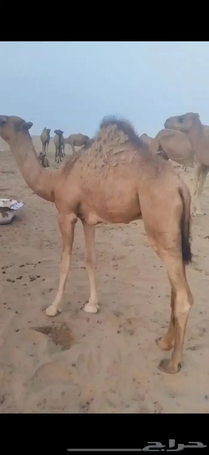 حشو لباني 3