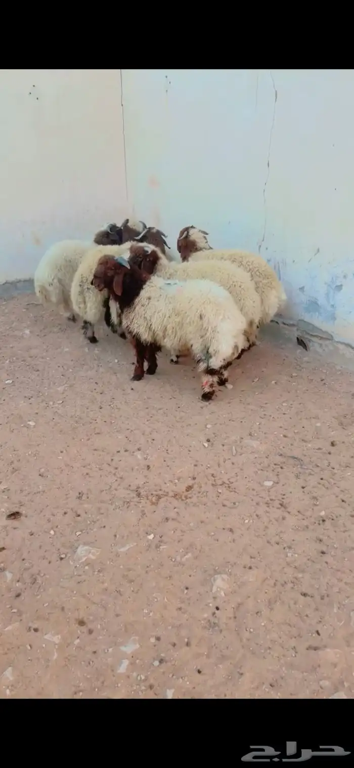 ذبايح نعيم الرياض حي الشفاء أي مكان نوصل في ذبح باقي 4فقط 0