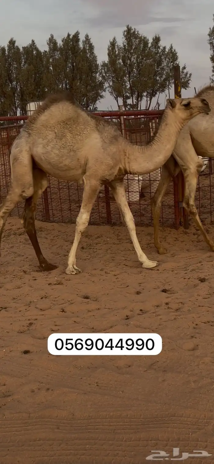 بكره باتليه 0