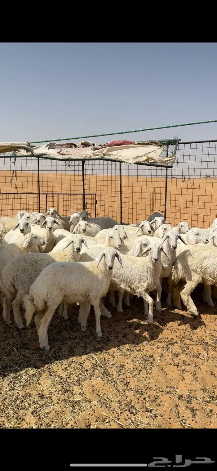 للبيع ارخال صنف 1