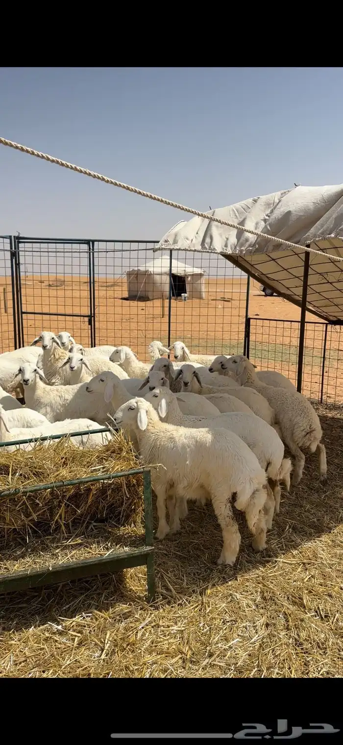 للبيع ارخال صنف 2